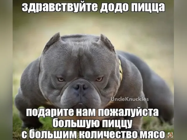 здраствуйте додо пицца