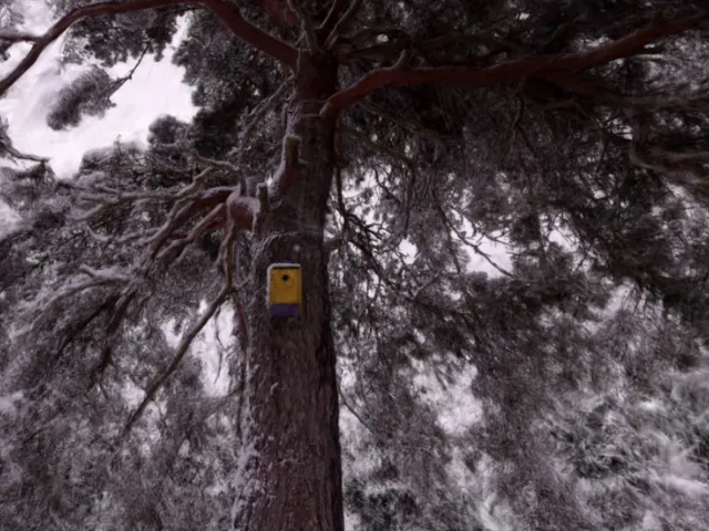 Hamachi snow tree