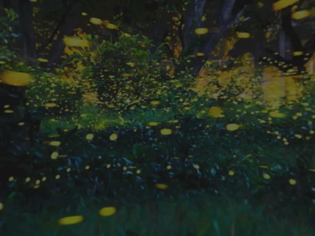 kbot's musical journey - fireflies