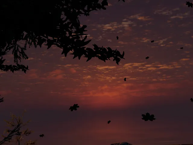 Forest Evening