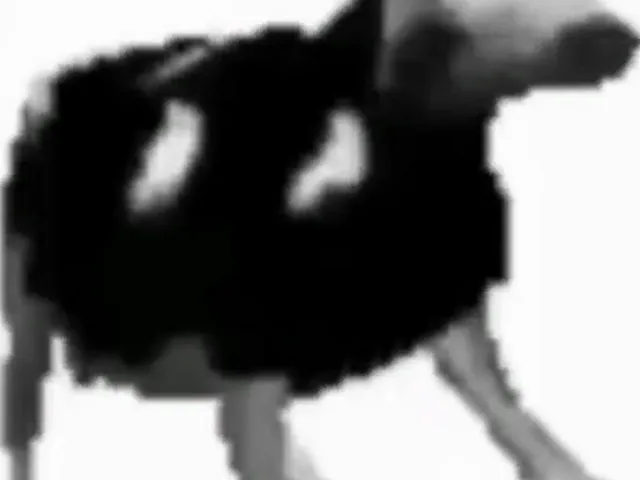 Polish cow