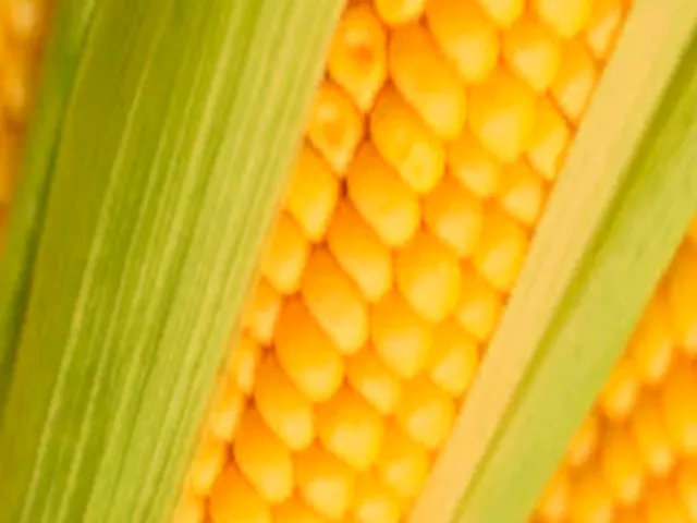Corn Maze Corn Maze Corn Maze