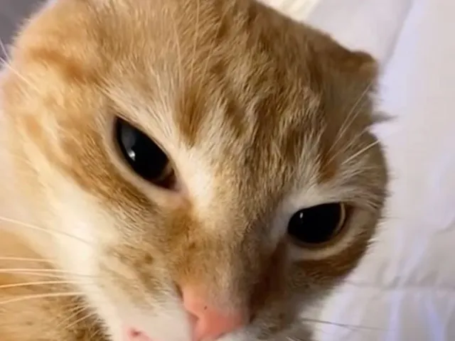 ǃǃǃǃKitty's avatar worldǃǃǃ