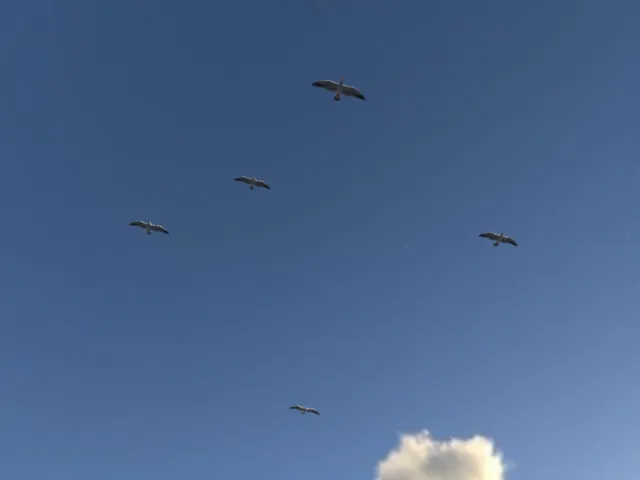 Sup Ocean （Betta Test）