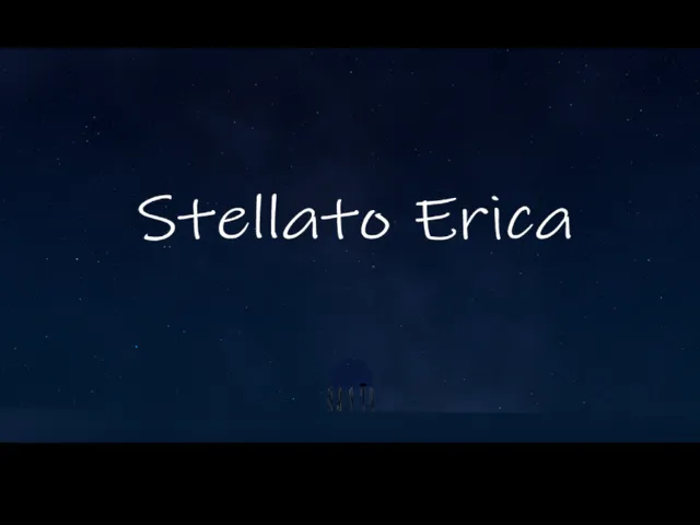 Stellato Erica