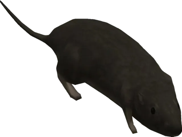 A Rubber Room With Rats