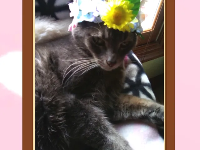 Fluffs Sweet Cat Cafe