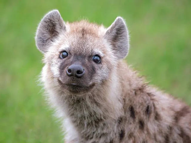 Rotating Yeen