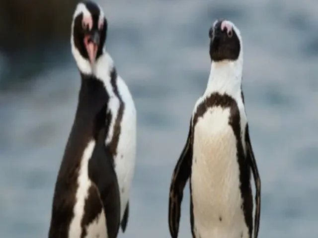OceanicWorlds Penguin Zone