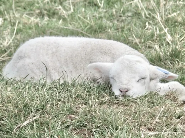 DumSavvy's Avatar World