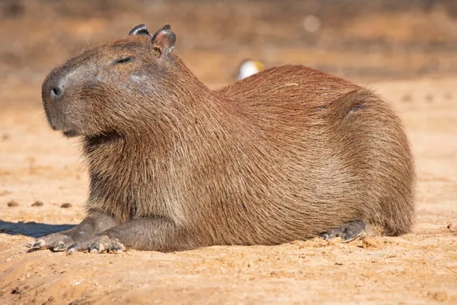 Capibara al Cubo