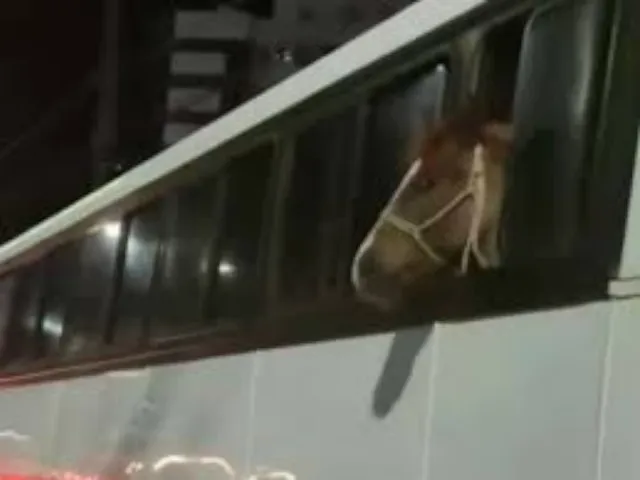 Cavaloǃǃǃ