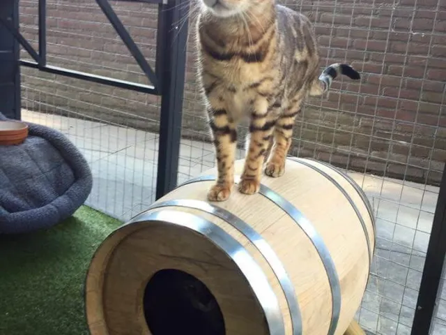 the so kalled barrel