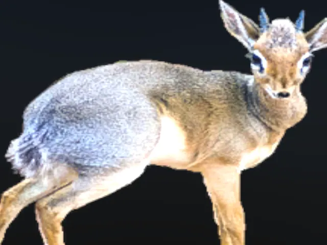I Send Dik-Dik