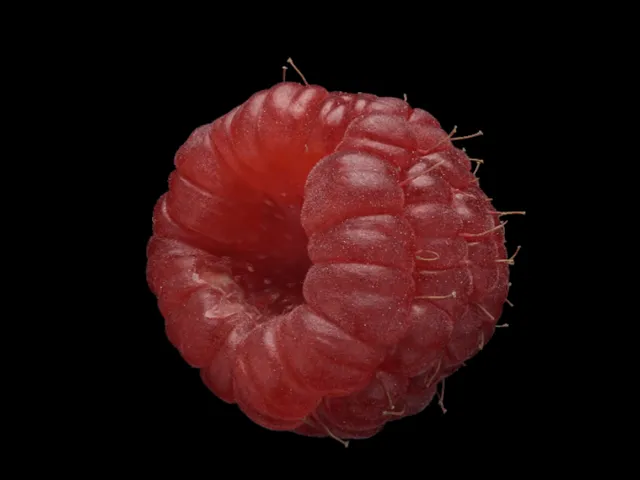 2․37 Million Splat Raspberry
