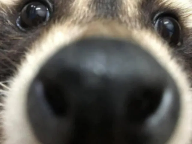 Twisted's Avatars and Music