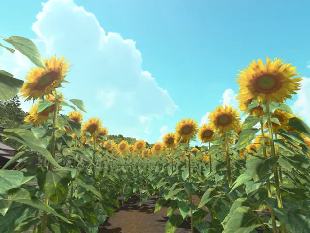 Sunflower maze
