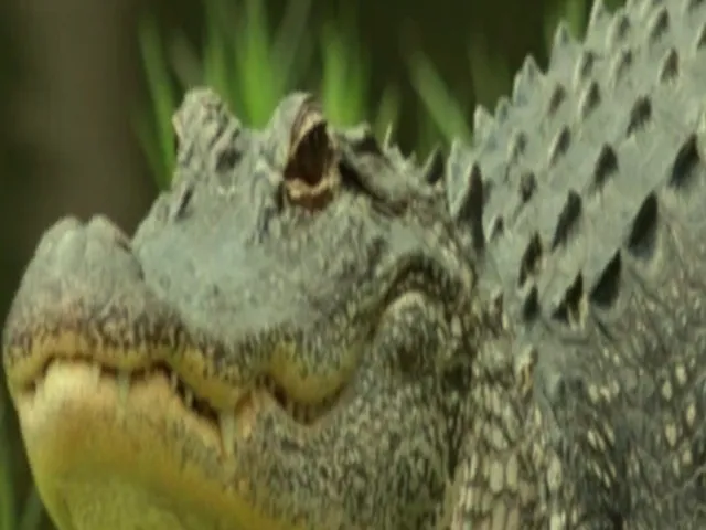 OceanicWorlds Gator Lagoon