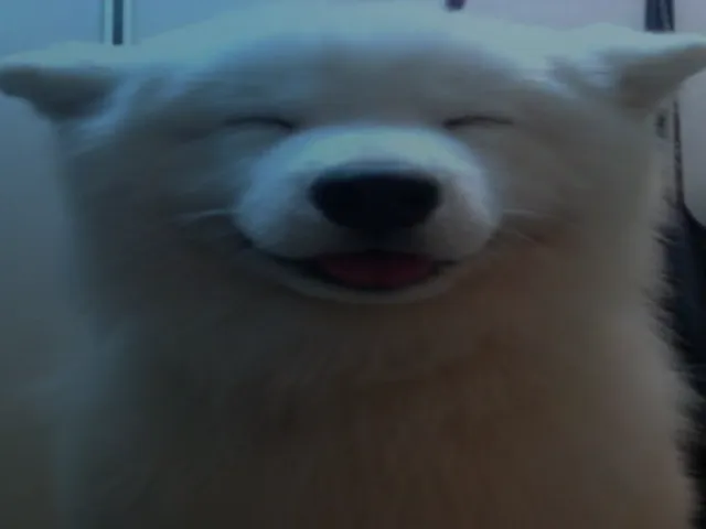 World of floof