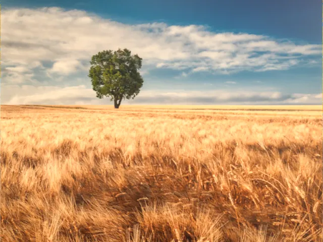 Golden Wheat Field