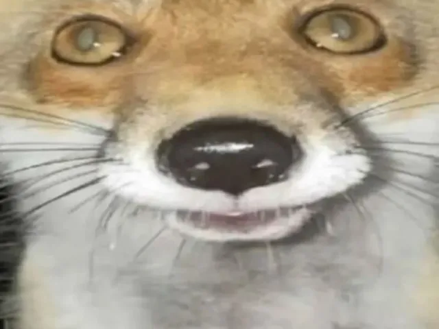 The fox den