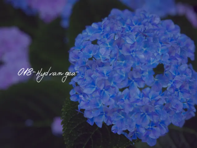 018-Hydrangea-
