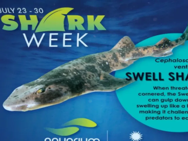 OceanicWorlds Shark Bay