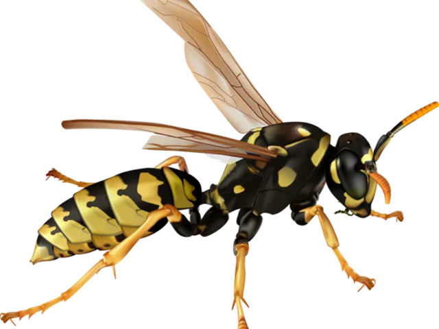 The Wasp Room