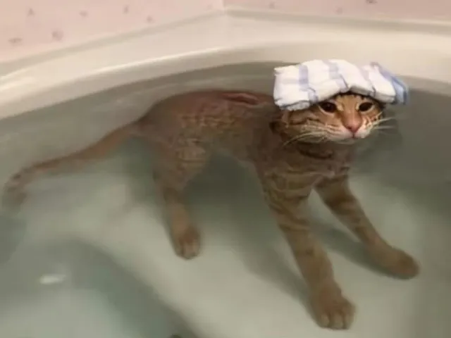 小猫巴巴