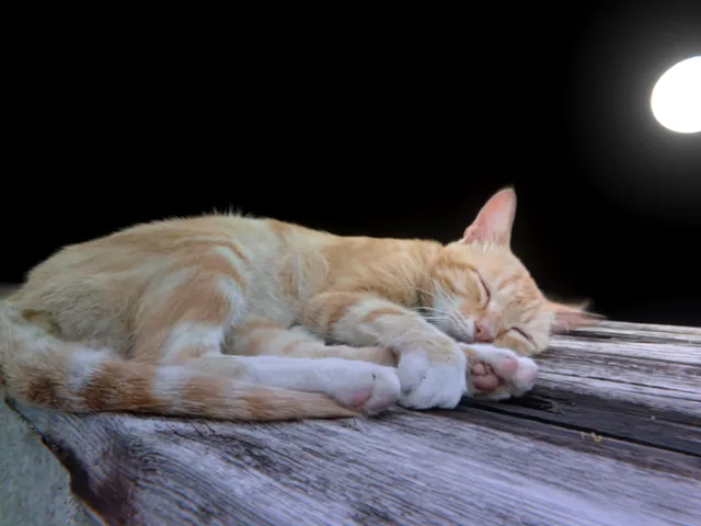 3DGS·Cat猫猫_Light Volume