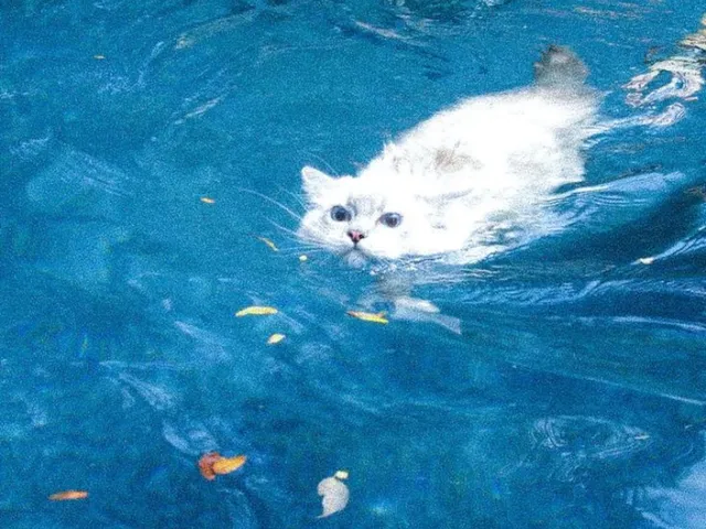 The Beach House Avi World