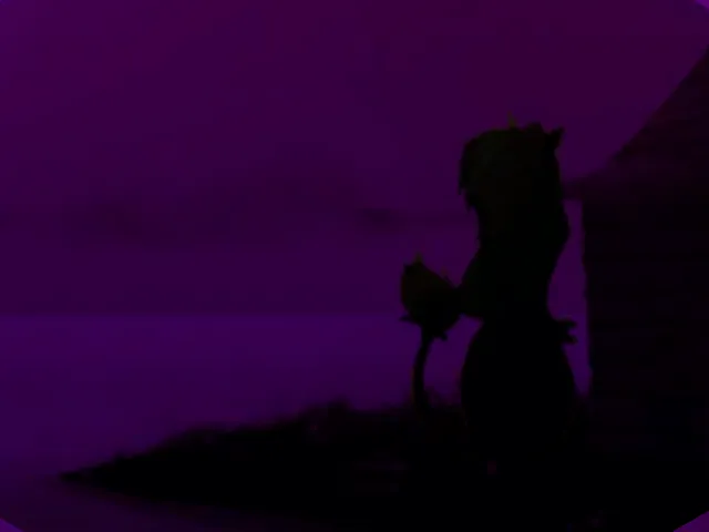 Magenta Solitude