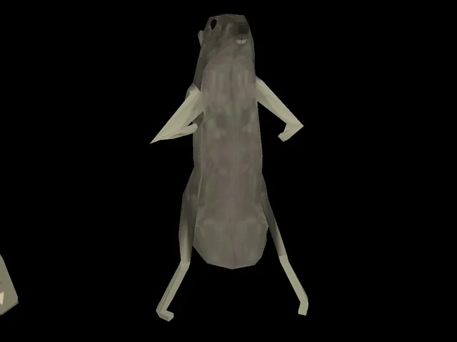 Rat Avis