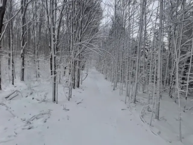 ［3DGS］ Winter Forest