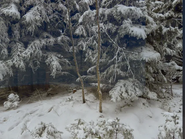 snow globe