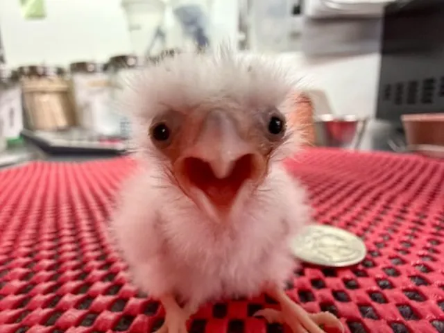 TrooperFox02's avi world