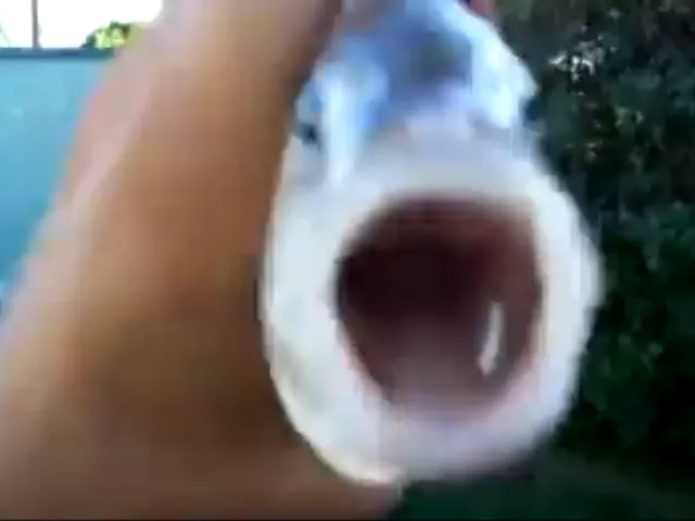 killer fish from santiago