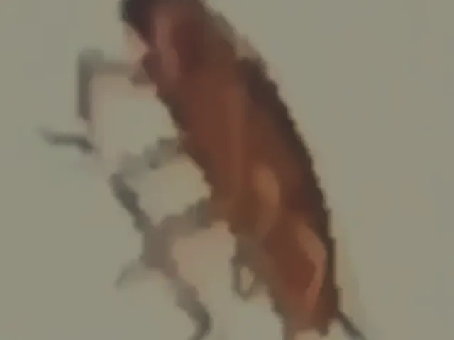 World Of Roach
